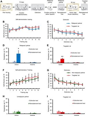 Social Interaction With Relapsed Partner Facilitates Cocaine Relapse in Rats